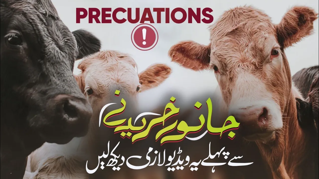 Mandi Jane Se Pehle Ye Video Zaroor Dekhain | Cow Mandi 2024 | Bakra Eid Special